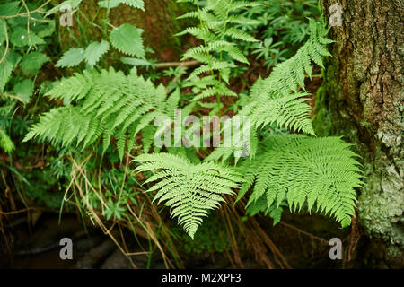 Felce maschio, Dryopteris filix-mas, brookside, molla Foto Stock