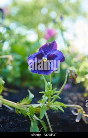 Giardino pansies, viola wittrockiana, blossom, close-up Foto Stock
