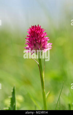 Il cioccolato orchid, Nigritella nigra subsp. rhellicani, blossom, close-up Foto Stock