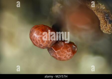 Hairy slime stampo, Trichia varia, una immagine al microscopio. Il campo di vista dell'immagine è di 3 mm. Foto Stock