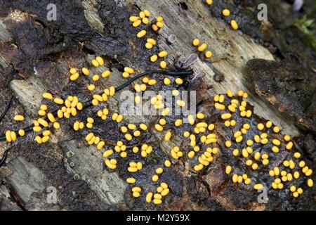 Hairy slime stampo, Trichia varia, una macro immagine. Foto Stock