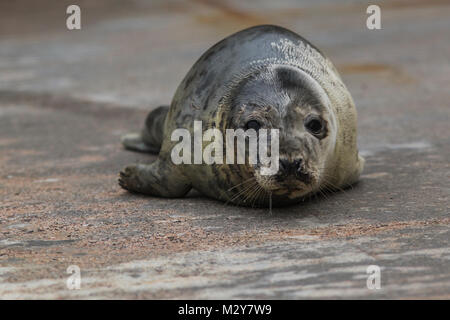 Cuccioli di foca alla guarnizione di tenuta della Cornovaglia Santuario Foto Stock