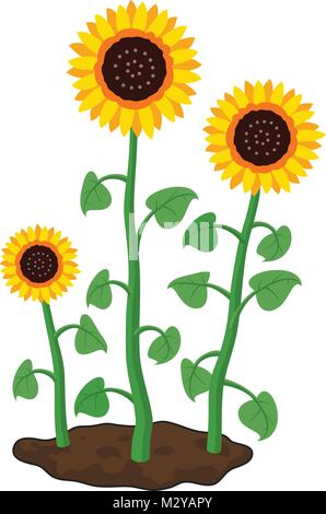 Vector cartoon del giardino dei girasoli crescono nel terreno. L'estate agricoltura illustrazione. tre girasoli isolati su sfondo bianco Illustrazione Vettoriale