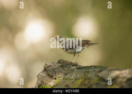 Tree Pipit (Anthus trivialis) adulto, appollaiato sul log in bosco, Vojvodina, Serbia, Giugno Foto Stock