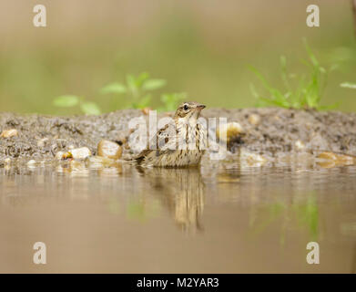 Tree Pipit (Anthus trivialis) adulti, si fermò in piscina, nel bosco, Vojvodina, Serbia, Giugno Foto Stock