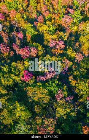 Antenna vista drone di incredibili colori d'autunno autunno foresta. Drone Vista aerea del concetto. Foto Stock