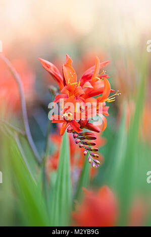 Close-up della fioritura estiva Crocosmia montbretia 'Lucifero' vibranti fiori rossi Foto Stock