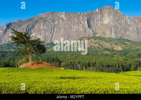 Tenuta di tè sul Monte Mulanje, Malawi, Africa Foto Stock
