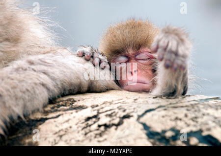 Macaque giapponese o neve giapponese monkey (Macaca fuscata) baby, Giappone Foto Stock