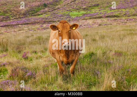 Inghilterra, Devon e Dartmoor, mucca nel campo Foto Stock