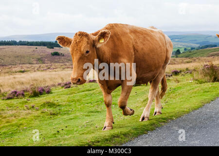 Inghilterra, Devon e Dartmoor, mucca nel campo Foto Stock