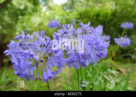 African bluebell (Agapanthus campanulatus), o africano il giglio in fiore in estate, REGNO UNITO Foto Stock