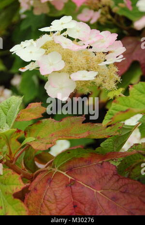 Hydrangea. Ortensie. Ortensie in foglia di quercia (ortensia quercifolia) "Alice" che espone panicole di fiori conici e fogliame rosso intenso in un giardino inglese Foto Stock
