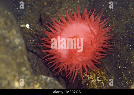 Anemone Beadlet - Actinia equina, mare Mediterraneo, Croazia. La fotografia subacquea. Anemone marittimo. Foto Stock