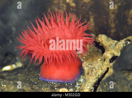 Anemone Beadlet - Actinia equina, mare Mediterraneo, Croazia. La fotografia subacquea. Anemone marittimo. Foto Stock