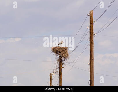 Il villaggio di Surenavan in Armenia vicino al confine turco è sede di numerose allevamento cicogna bianca famiglie, pali del telefono sono popolari Foto Stock