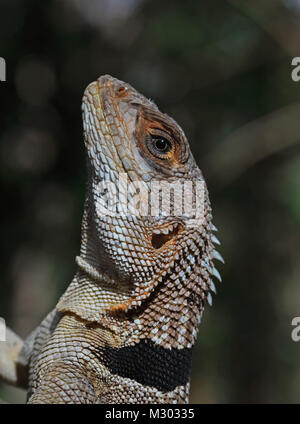 Madagascan acciuffato Iguana (Oplurus cuvieri) close up di adulto, endemica malgascia Ampijoroa stazione forestale, Ankarafantsika Riserva, Madagascar Foto Stock