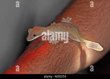 Henkel la foglia-tailed Gecko (Uroplatus henkeli) adulto sul braccio umano, endemica malgascia Ampijoroa stazione forestale, Ankarafantsika Riserva, Madagascar Foto Stock