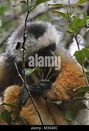 Diademed Sifaka (Propithecus diadema) close up di adulto mangiano foglie, endemica malgascia Perinet, Madagascar Ottobre Foto Stock