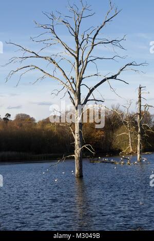 Albero in inverno in mezzo al lago Foto Stock