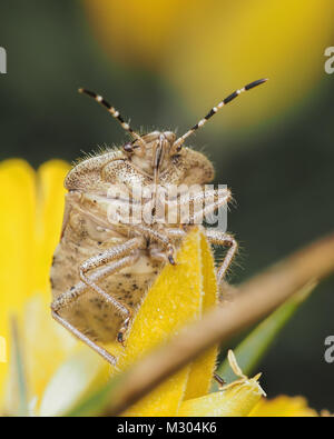 Hairy Shieldbug (Dolycoris baccarum) fotografia che mostra la parte inferiore del suo corpo. Tipperary, Irlanda Foto Stock