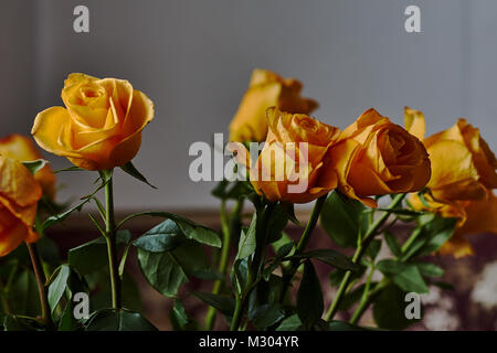 Una fioritura gemma di un bel rosa gialla su uno sfondo sfocato. Russia, Mosca, vacanze, dono, umore, natura, fiore, impianti Foto Stock