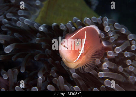 Anemonefishes (Amphiprion ocellaris) in Puerto Galera, Filippine Foto Stock