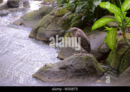 Airone striato in piedi su una gamba sola su una Rocky River Bank Foto Stock