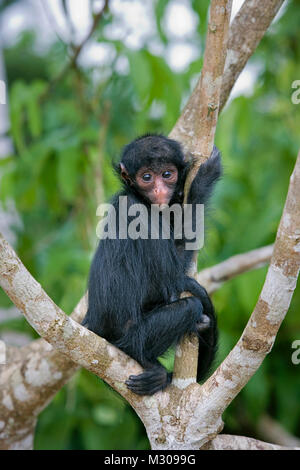 Il Suriname, Kwamalasamutu, Black spider monkey ( Ateles paniscus ). I giovani. Foto Stock