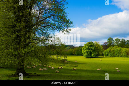 Gestanti pecore al pascolo nei motivi di Chawton House un grado ll* elencati Elizabethan Manor House nel villaggio di Chawton in Hampshire. È stato modulo Foto Stock