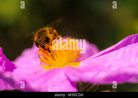 Cisto (Cistus ladanifer) fiore, pollinitation dalle api Foto Stock