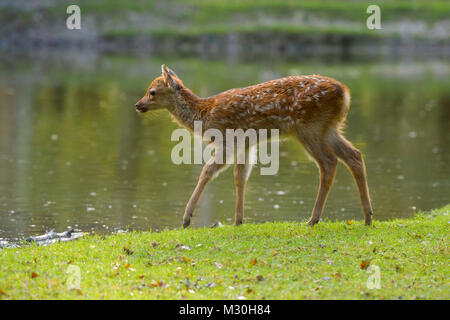 Cervi Sika, Cervus nippon, fulvo va sul lago Foto Stock