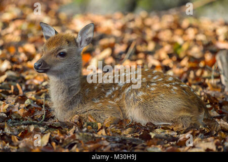 Cervi Sika, Cervus nippon, fulvo seduto sul suolo della foresta Foto Stock