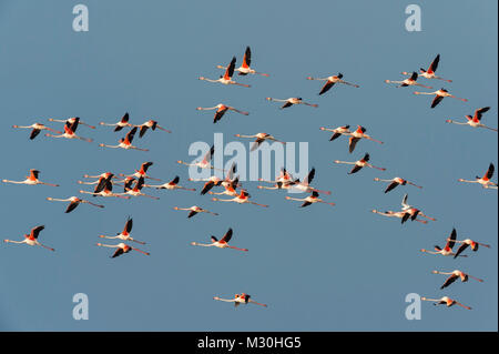 Unione Flamingo, grande fenicottero rosa Phoenicopterus roseus, in volo, Saintes-Maries-de-la-Mer, Parc naturel régional de Camargue, Languedoc Roussillon, Francia Foto Stock