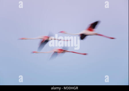 Unione Flamingo, grande fenicottero rosa Phoenicopterus roseus, all'alba in volo, una lunga esposizione, Saintes-Maries-de-la-Mer, Parc naturel régional de Camargue, Languedoc Roussillon, Francia Foto Stock