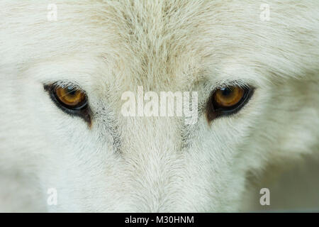 Arctic Wolf, Canis lupus tundrarum, Ritratto Foto Stock