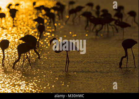 Unione Flamingo, grande fenicottero rosa Phoenicopterus roseus, all'alba, Saintes-Maries-de-la-Mer, Parc naturel régional de Camargue, Languedoc Roussillon, Francia Foto Stock