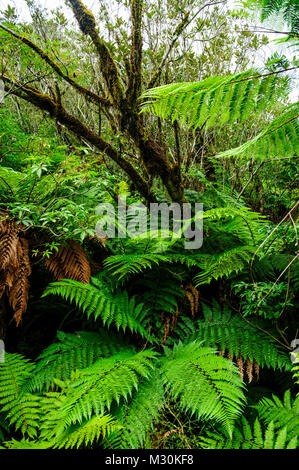 Felce verde sul ghiacciaio Franz-Joseph, Isola del Sud, Nuova Zelanda Foto Stock