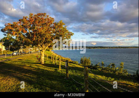 Nel tardo pomeriggio la luce al tramonto sulle rive del lago Taupo, Isola del nord, Nuova Zelanda Foto Stock