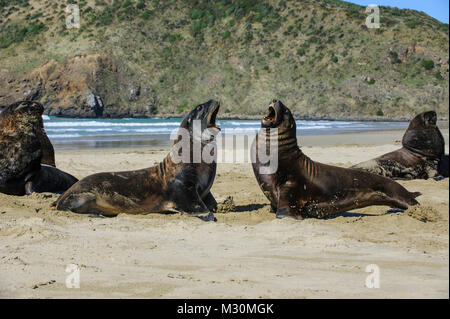 Hooker di leoni di mare (Phocarctos hookeri, ), Cannibal Bay, il Catlins, Isola del Sud, Nuova Zelanda Foto Stock