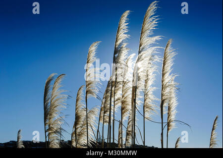 Cortaderia selloana, comunemente noto come erba pampas sopra Oneroa bacy, Waiheke Island, isola del Nord, Nuova Zelanda Foto Stock