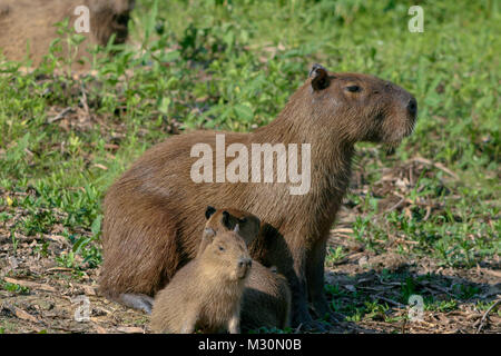 Capybaras (Hydrochoerus hydrochaeris), originario del Sud America, sono il più grande roditore al mondo. Foto Stock