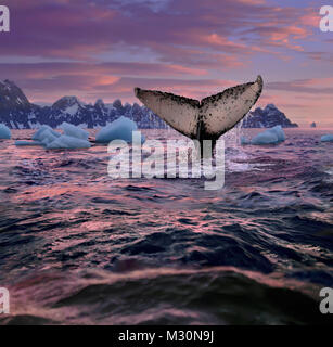 Whale fluke, Penisola Antartica, Antartide Foto Stock