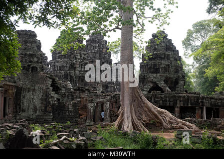 La Cambogia Siem Raep, Angkor, Tempio di Ta Prohm, grande albero Foto Stock