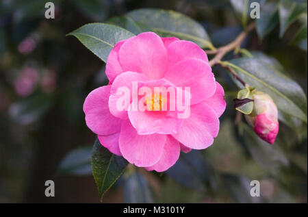 Camellia 'Phyll Doak' Fiori. Foto Stock