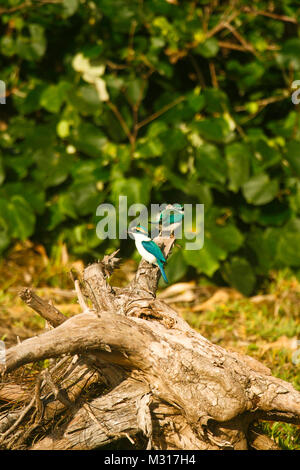 A collare, Kingfisher Todiramphus chloris. Lifuka Island. Ha apai isole. Tonga Foto Stock