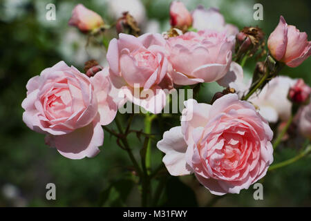 Bellissimi Fiori Foto Stock