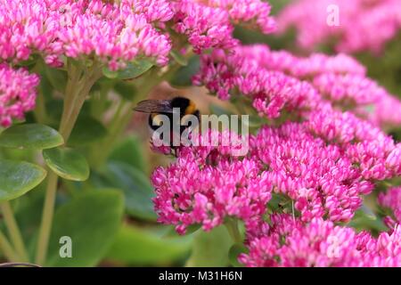 Occupato bumblebee per raccogliere il polline in graziosi fiori di colore rosa Foto Stock