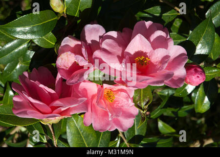 Rosa luminoso cluster di semi doppi camelia 'Donation' crescendo in sole primaverile, stami gialli; circondato dal verde intenso foglie sempreverdi. Foto Stock