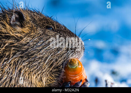 Big coypu mangiando la carota tenuta in mani piccole. A bocca aperta, arancione denti. Coypu noto anche come nutria o Myocastor coypus. Foto Stock